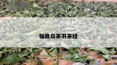 福鼎白茶羽茶经