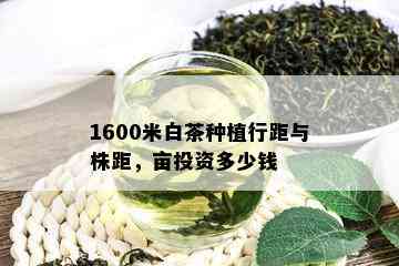 1600米白茶种植行距与株距，亩投资多少钱