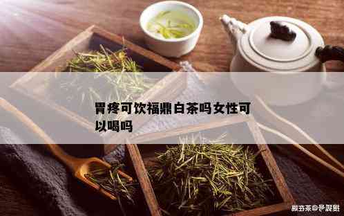 胃疼可饮福鼎白茶吗女性可以喝吗