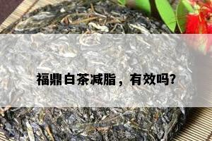 福鼎白茶减脂，有效吗？