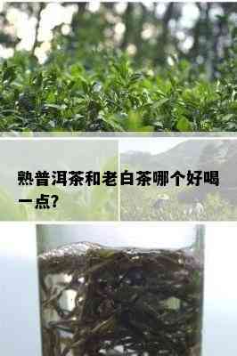 熟普洱茶和老白茶哪个好喝一点？