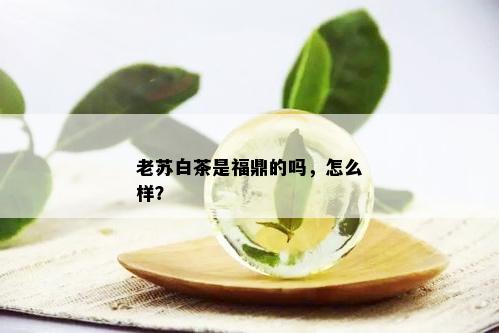 老苏白茶是福鼎的吗，怎么样？