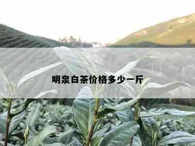 明泉白茶价格多少一斤