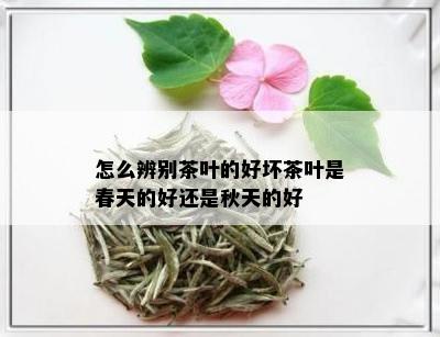 怎么辨别茶叶的好坏茶叶是春天的好还是秋天的好