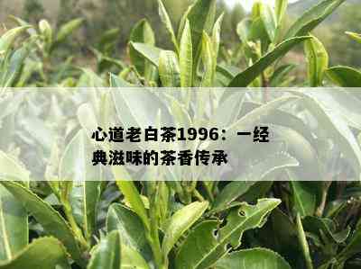 心道老白茶1996：一经典滋味的茶香传承