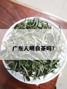 广东人喝白茶吗？