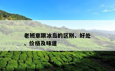 老班章跟冰岛的区别、好处、价格及味道