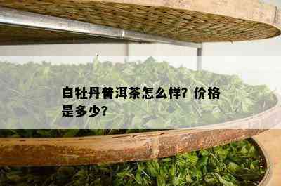 白牡丹普洱茶怎么样？价格是多少？