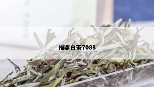 福鼎白茶7088