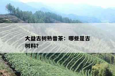 大益古树熟普茶：哪些是古树料？