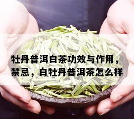 牡丹普洱白茶功效与作用，禁忌，白牡丹普洱茶怎么样