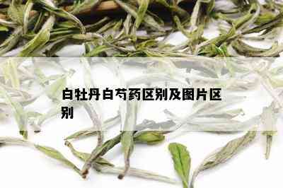 白牡丹白芍区别及图片区别