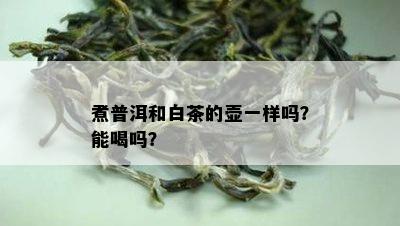 煮普洱和白茶的壶一样吗？能喝吗？