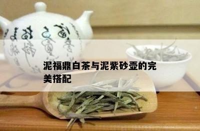 泥福鼎白茶与泥紫砂壶的完美搭配