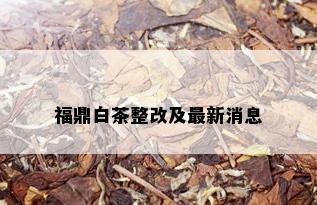 福鼎白茶整改及最新消息