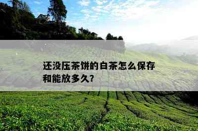 还没压茶饼的白茶怎么保存和能放多久？