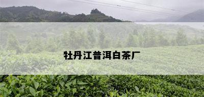 牡丹江普洱白茶厂