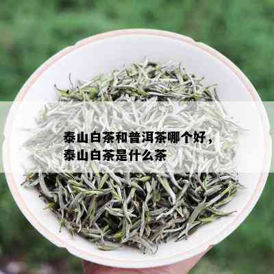 泰山白茶和普洱茶哪个好，泰山白茶是什么茶