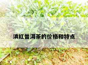 滇红普洱茶的价格和特点