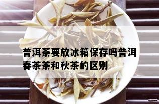 普洱茶要放冰箱保存吗普洱春茶茶和秋茶的区别