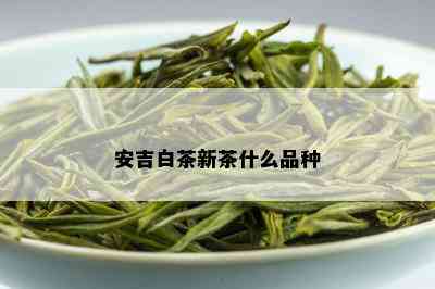 安吉白茶新茶什么品种