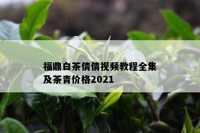 福鼎白茶倩倩视频教程全集及茶青价格2021