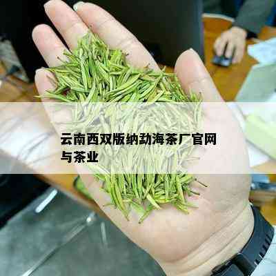 云南西双版纳勐海茶厂官网与茶业