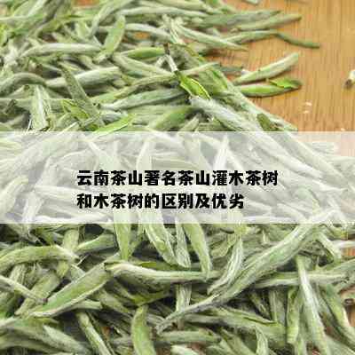 云南茶山著名茶山灌木茶树和木茶树的区别及优劣