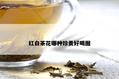 红白茶花哪种珍贵好喝图