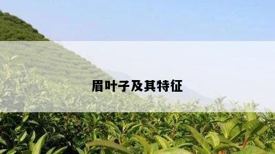 眉叶子及其特征