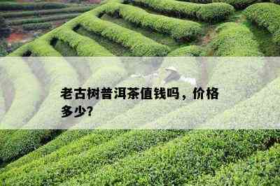 老古树普洱茶值钱吗，价格多少？