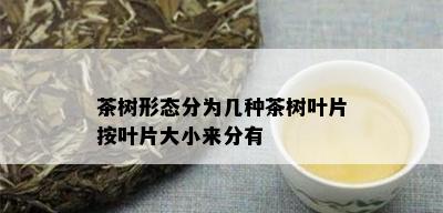 茶树形态分为几种茶树叶片按叶片大小来分有