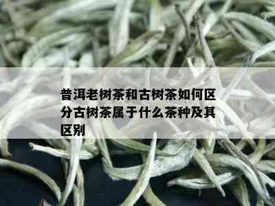 普洱老树茶和古树茶如何区分古树茶属于什么茶种及其区别