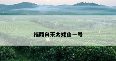 福鼎白茶太姥山一号