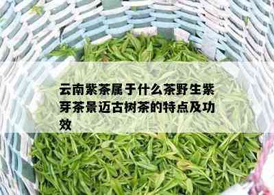 云南紫茶属于什么茶野生紫芽茶景迈古树茶的特点及功效