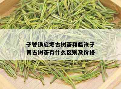 子箐锅底塘古树茶和临沧子青古树茶有什么区别及价格