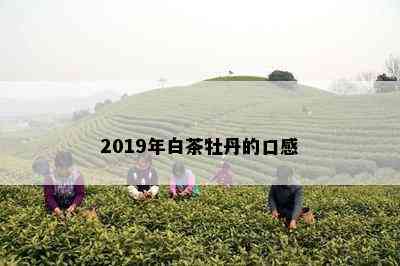 2019年白茶牡丹的口感