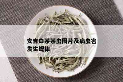 安吉白茶茶虫图片及病虫害发生规律