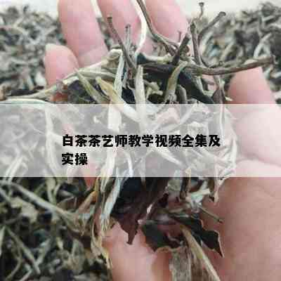 白茶茶艺师教学视频全集及实操