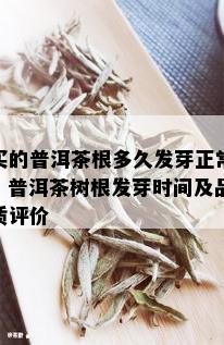 买的普洱茶根多久发芽正常？普洱茶树根发芽时间及品质评价