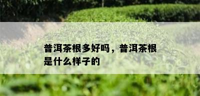 普洱茶根多好吗，普洱茶根是什么样子的