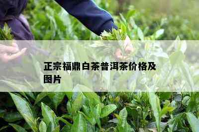 正宗福鼎白茶普洱茶价格及图片