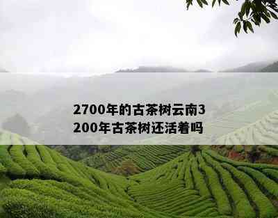 2700年的古茶树云南3200年古茶树还活着吗