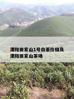 溧阳田家山1号白茶价格及溧阳田家山茶场