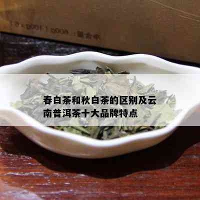 春白茶和秋白茶的区别及云南普洱茶十大品牌特点