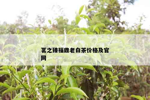 茗之臻福鼎老白茶价格及官网