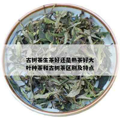 古树茶生茶好还是熟茶好大叶种茶和古树茶区别及特点