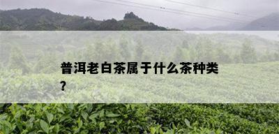 普洱老白茶属于什么茶种类？