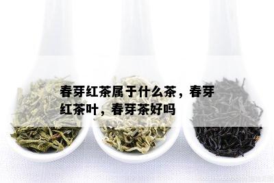 春芽红茶属于什么茶，春芽红茶叶，春芽茶好吗