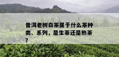 普洱老树白茶属于什么茶种类、系列，是生茶还是熟茶？